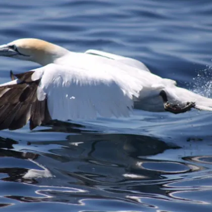 a bird swimming in water