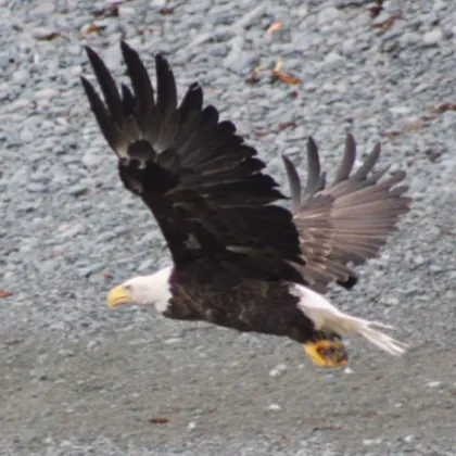 a bird flying over a beach