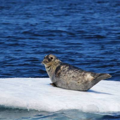 an animal swimming in the water