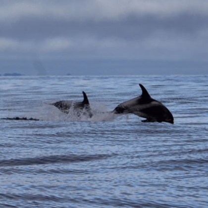a bird swimming in water next to a body of water