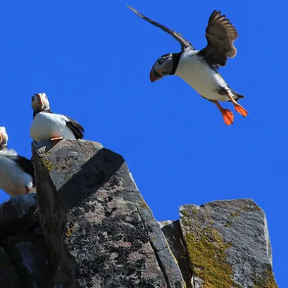 a flock of birds sitting on a rock