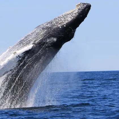 a whale jumping out of the water