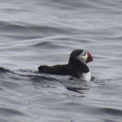 a bird swimming in water next to a body of water
