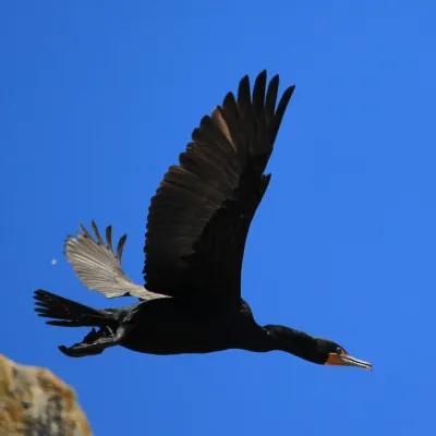 a bird flying in the air