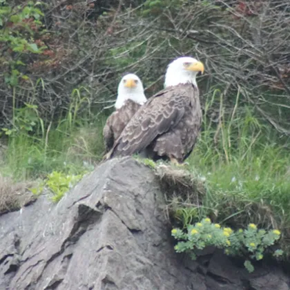 a bird sitting on a rock