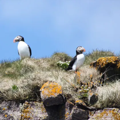 a flock of seagulls standing next to a body of water