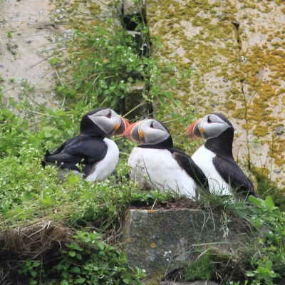 a bird sitting on top of a grass covered field