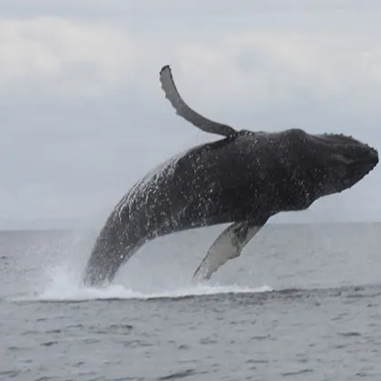 a whale jumping out of the water