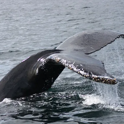 a whale jumping out of the water